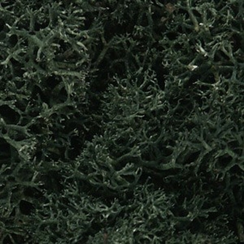 WOODLAND SCENICS L164 Lichen, Dark Green (86.6 cubic inches)