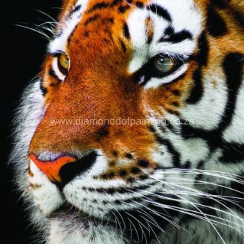 Diamond-Dot - DDP0399 - Tiger Face (30x30) Full (Not Framed)