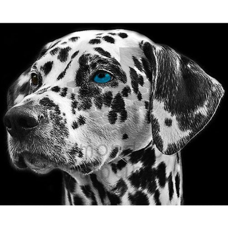 Diamond-Dot - DDP0971 - Dalmatian Face (40x50) Full (Not Framed)