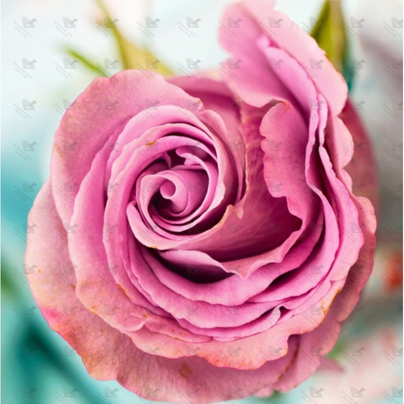 Diamond-Dot - DDP398 - Pink Rose Bud (400x400) Full