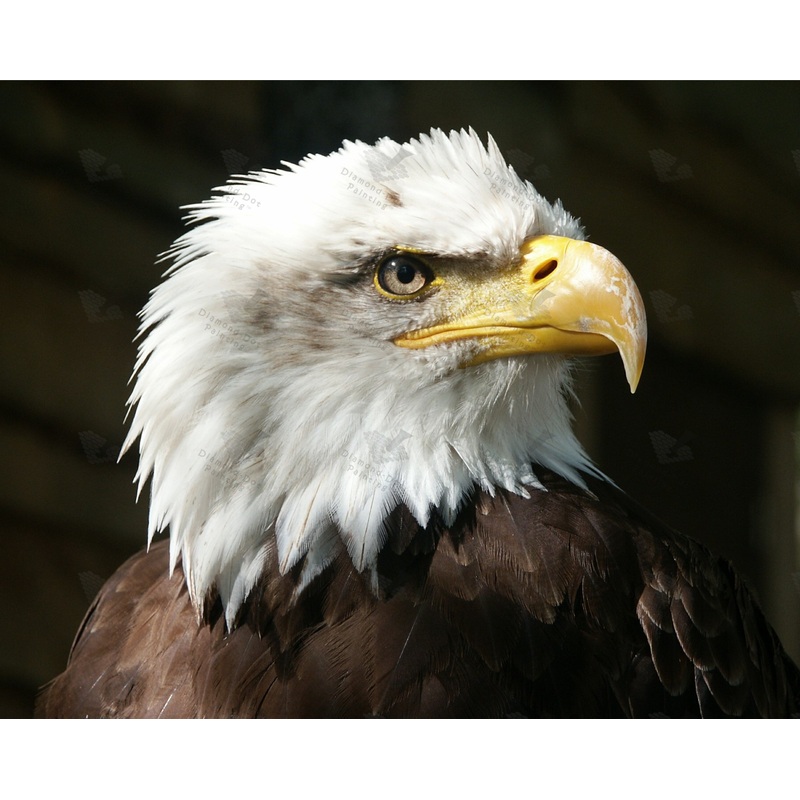 Diamond-Dot - DDP533 - Bald Eagle (50x40) Full (Not Framed)